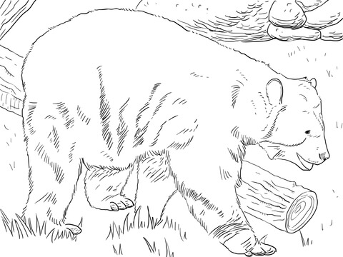 Andean Bear Coloring Page